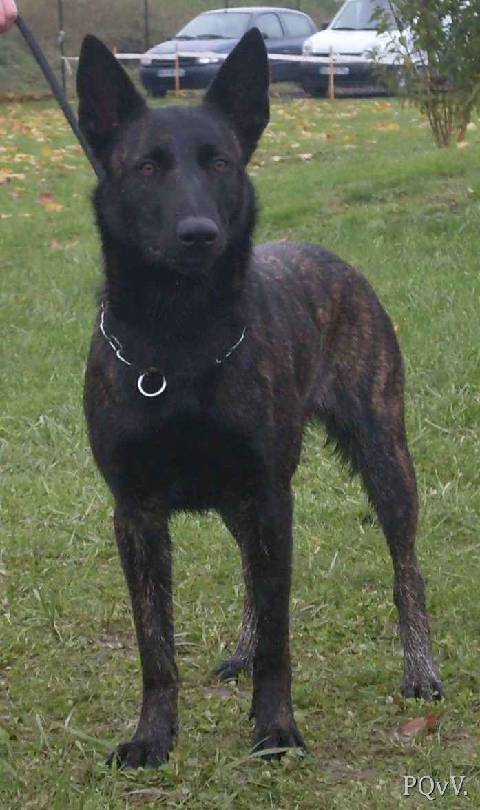  Guyna des Fonds de Gueule